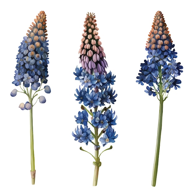 Vector muscari flor clipart aislado vector ilustración