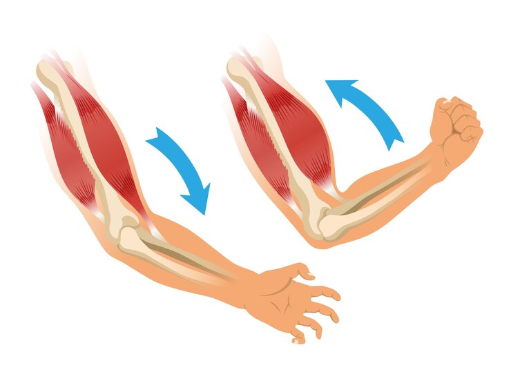 Vector músculo del brazo bíceps con esqueleto tensión muscular de la mano humana en fondo blanco huesos y articulaciones en silueta masculina ilustración vectorial médica de la mano para clínica u hospital