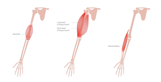 Vector músculos del brazo humano