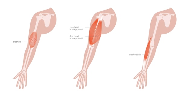 Músculos del brazo humano