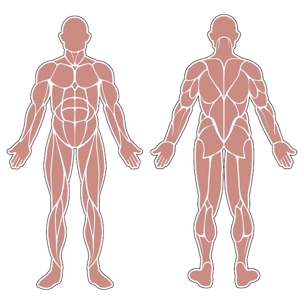 Vector músculos del cuerpo humano