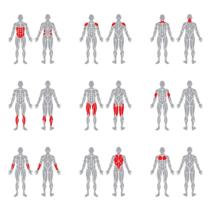 Vector músculos del cuerpo humano
