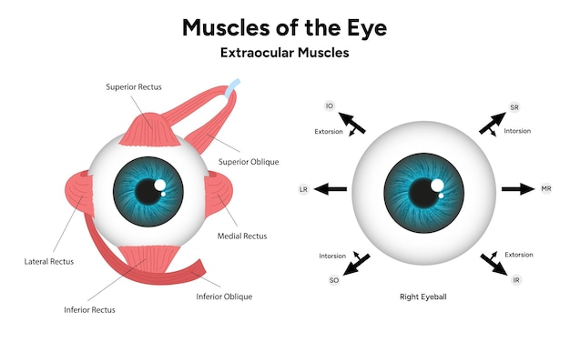 Músculos del diagrama ocular infografía médica