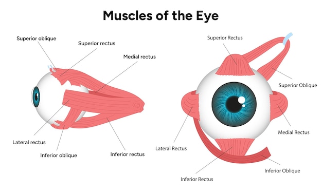 Músculos del diagrama ocular infografía médica