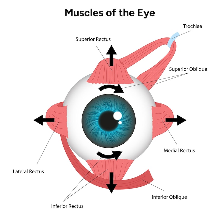 Vector músculos del diagrama ocular infografía médica