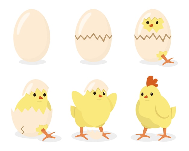 Nacimiento de una gallina, huevo roto