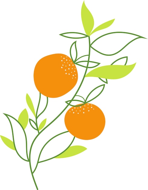 Vector naranja fruta fresca ilustración natural