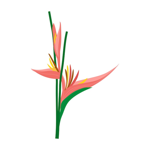 Vector naranja strelitzia reginae. heliconia bihai roja. ilustración vectorial flor botánica floral. flores silvestres de hojas silvestres aisladas. exótica selva tropical hawaiana. elemento de ilustración aislado.