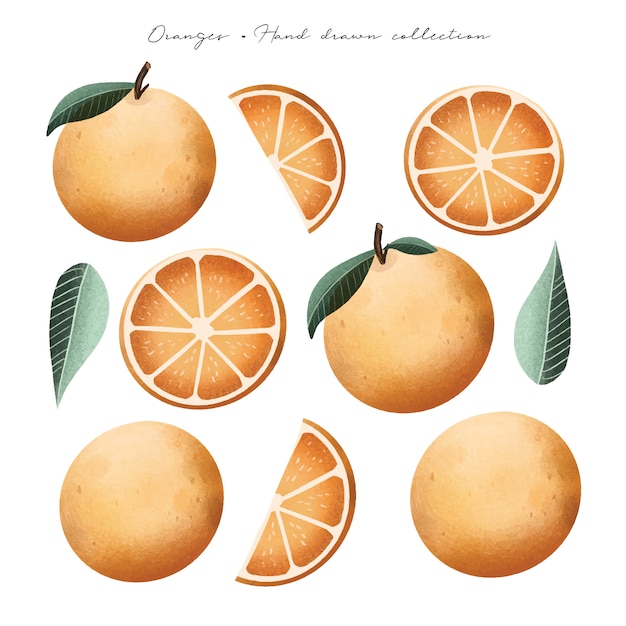 Naranjas- Colección dibujada a mano.