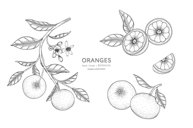 Naranjas frutas dibujadas a mano ilustración botánica con arte lineal.