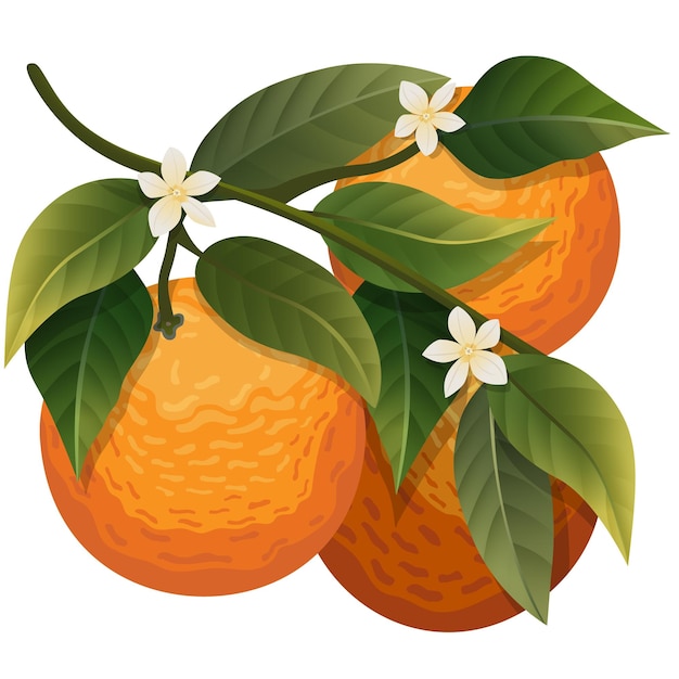 Vector naranjas con hojas ilustración vectorial mandarinas frescas sobre fondo blanco.