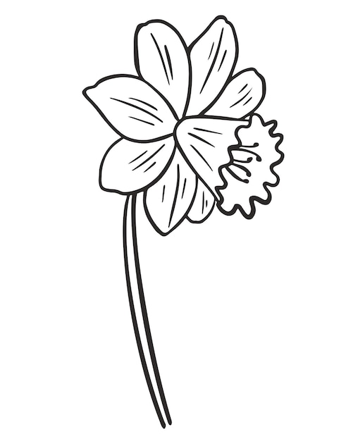 Narciso flor dibujo aislado vector ilustración