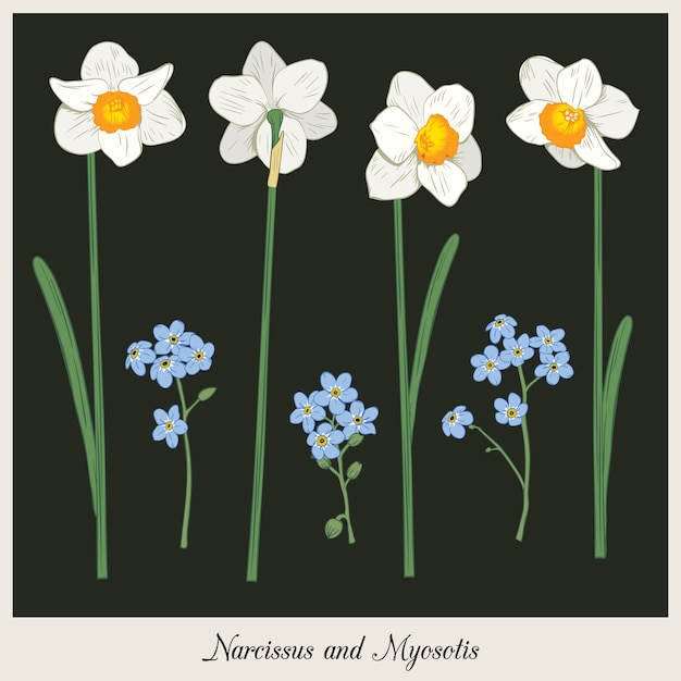 Narciso y myosotis