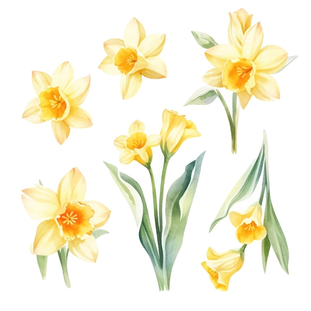Narciso o narcisos acuarela flores y hojas surtido conjunto de vectores