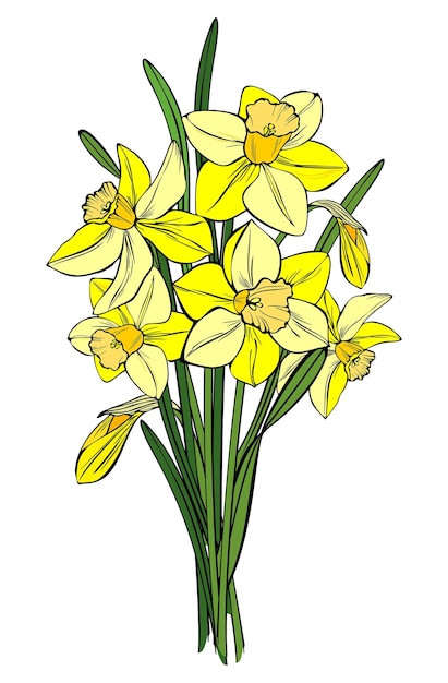 Vector narcisos amarillos brillantes en un ramo ilustración vectorial narciso