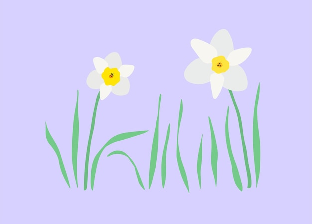 Narcisos blancos con hojas ilustración vectorial Flores de primavera Estilo plano dibujado a mano de dibujos animados