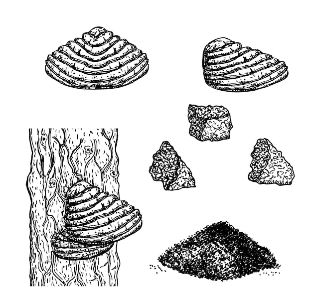 Nealing hongo chaga en el viejo tronco del árbol Hongo chaga conjunto de ilustraciones de bocetos vintage Botánico