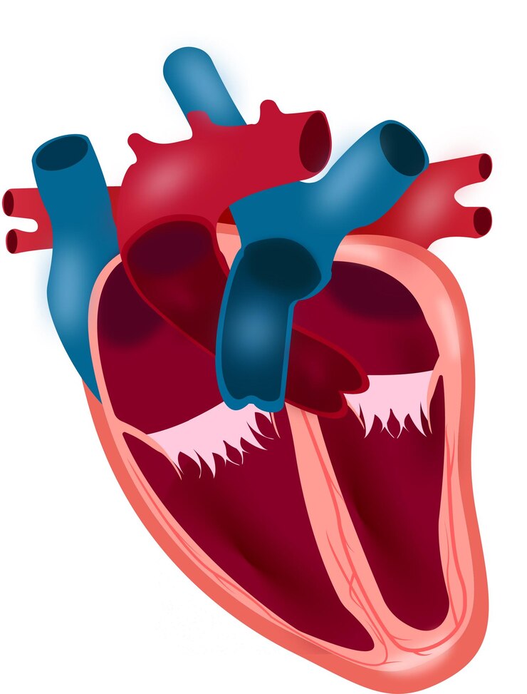 Vector nefrolitiasis piedra renal enfermedad sección transversal del vector ilustración médica eps 10
