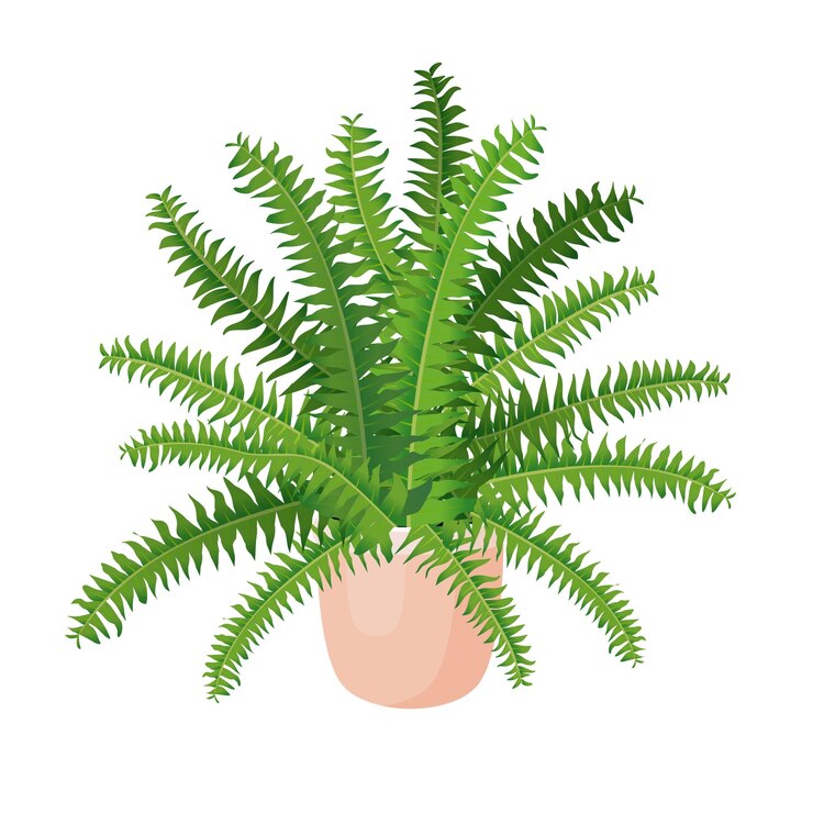 Vector nephrolepis de helecho de planta de interior en una maceta para la decoración de locales de oficina en casa