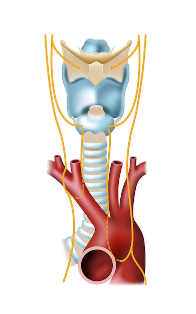 Vector nervio laringe