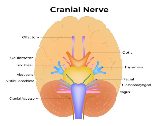 Vector los nervios craneales se emparejan con las funciones sensoriales anatómicas en el vector de diagrama colorido ilustración