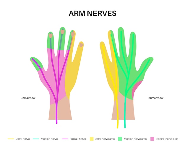 Vector nervios de la mano y la muñeca