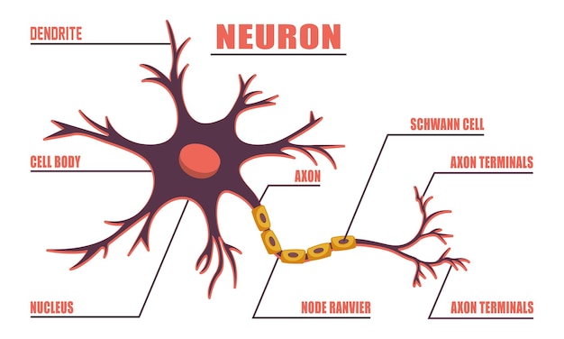 Neuron Anatomy of Human Cell Line Art Vector and Illustration Design Neuron Anatomy And Human Cell