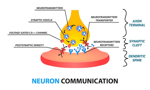 Neuronacomunicación5