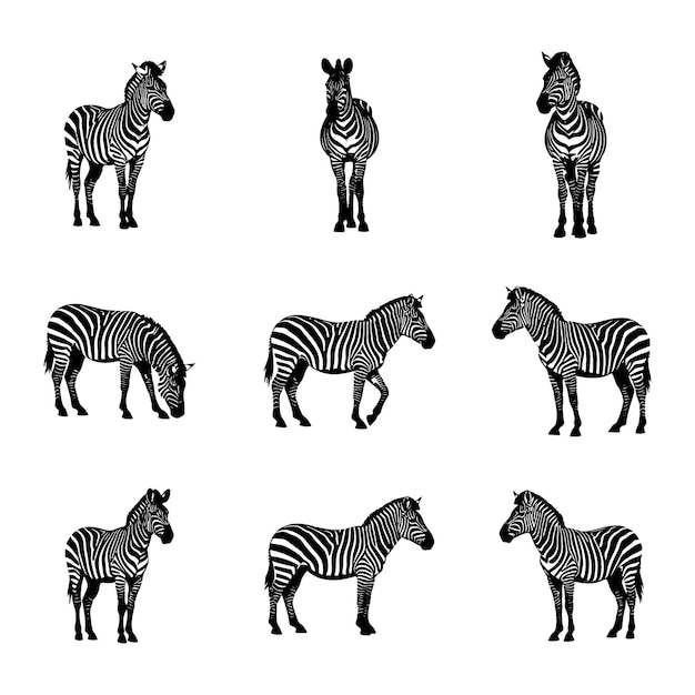 Nine Black and White Zebras on a White Background