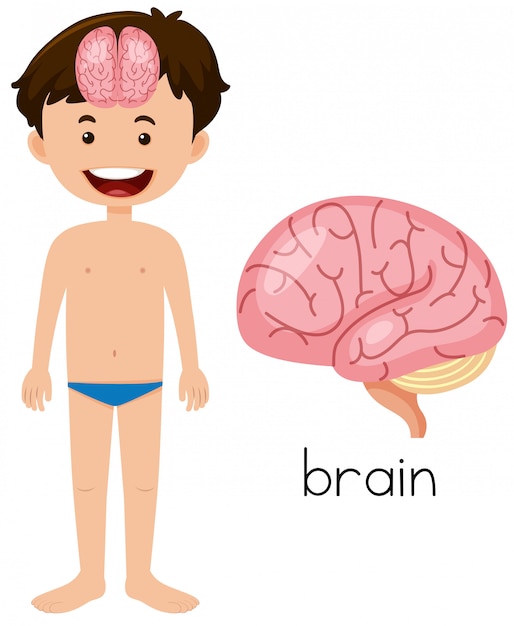 Niño con la colocación del cerebro