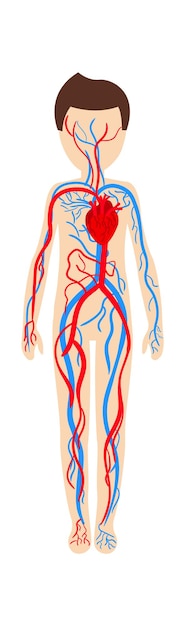 Vector niño sistema circulatorio anatomía ilustración vectorial