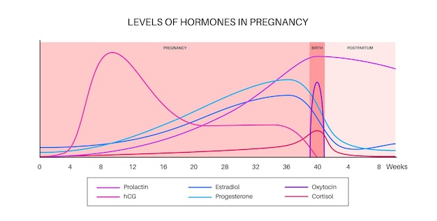 Niveles de hormonas en el embarazo HCG prolactina cortisol estradiol progesterona y oxitocina en el cuerpo de la mujer Gráfico de cambios de hormonas femeninas desde las primeras semanas hasta el parto y vector posparto