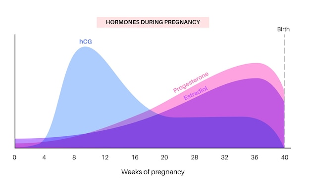 Niveles de hormonas en el embarazo infográfico hcg estradiol y progesterona en el cuerpo de la mujer gráfico de hormonas femeninas desde las primeras semanas hasta el parto y la ilustración vectorial médica posparto