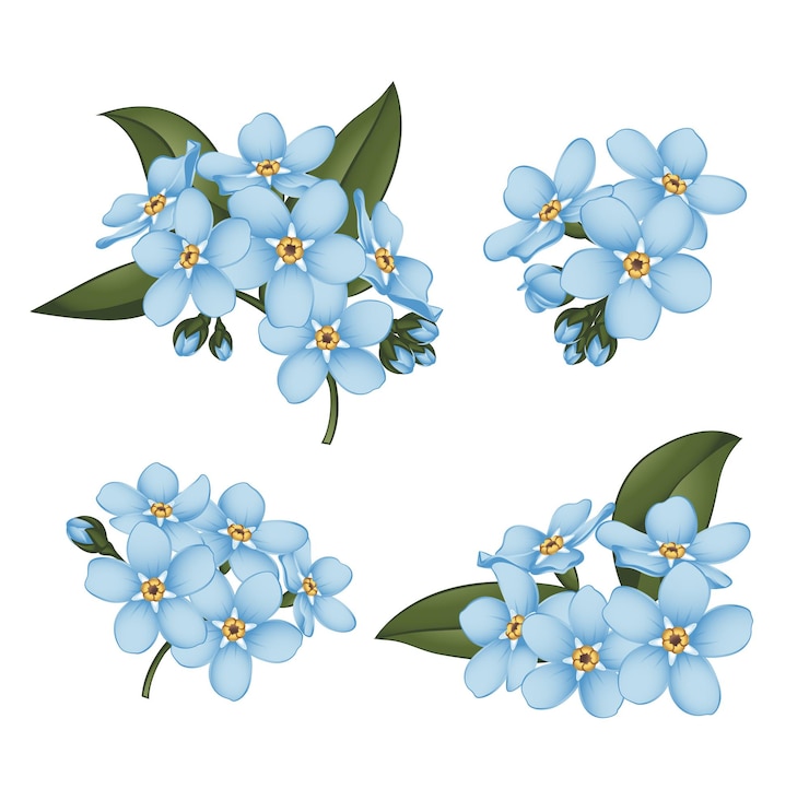Vector no me olvides flores azules aisladas