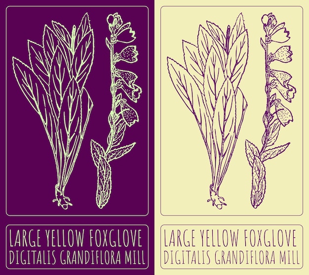 El nombre latino es DIGITALIS GRANDIFLORA MILL