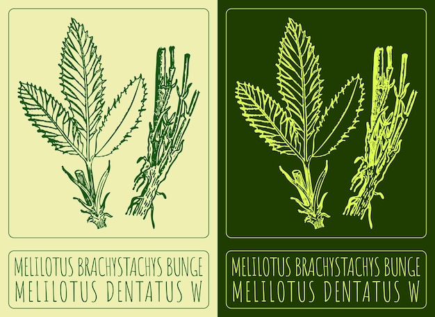 El nombre latino es MELILOTUS DENTATUS W