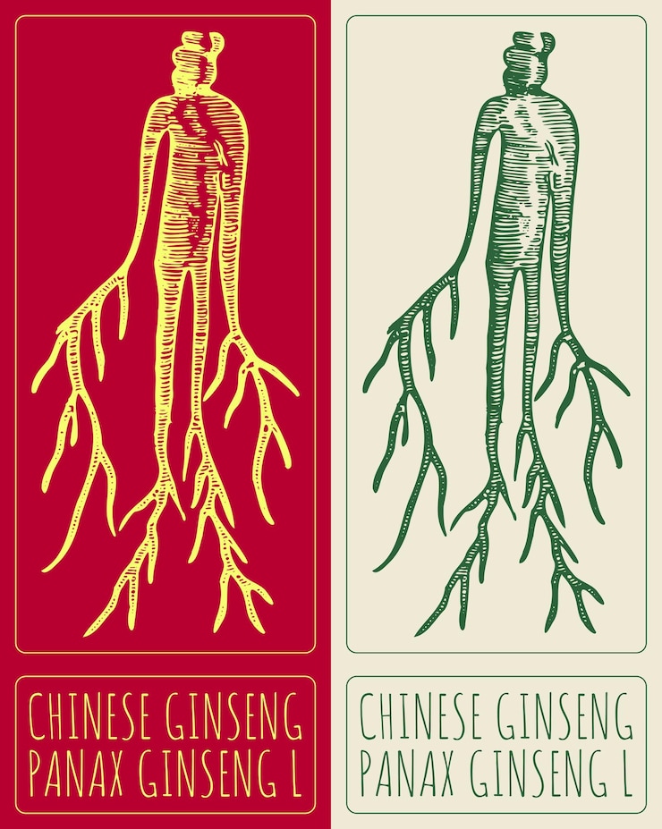 Vector el nombre latino es panax ginseng l