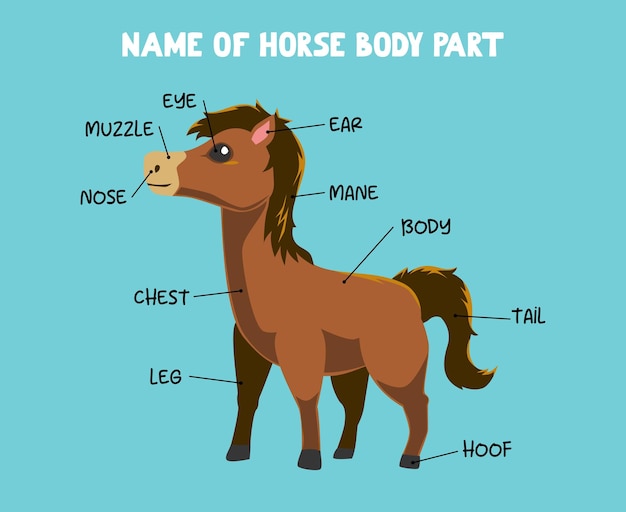 Nombre de la parte del cuerpo del caballo de dibujos animados lindo para niños en inglés