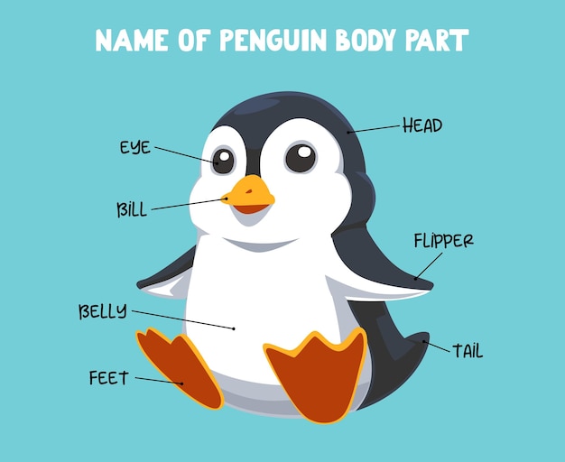 Nombre de la parte del cuerpo del pingüino de dibujos animados lindo para niños en inglés
