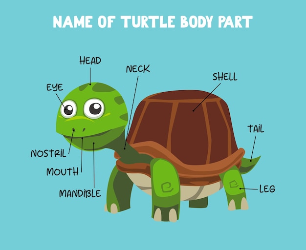 Nombre de la parte del cuerpo de la tortuga de dibujos animados lindo para niños en inglés