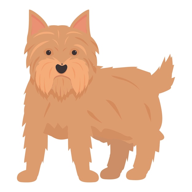 Norfolk terrier de pie sobre un fondo blanco