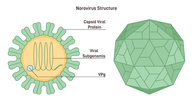 Norovirus strucutre Modelo microscópico del patógeno de la enfermedad de vómitos de invierno