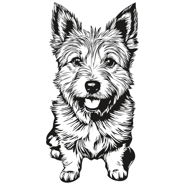 Norwich Terrier perro mascota silueta animal línea ilustración dibujado a mano vector blanco y negro realista mascota silueta