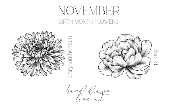 Noviembre Mes de nacimiento Flores Contorno de crisantemo aislado en Peony Line Art blanco dibujado a mano