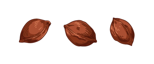 El núcleo del albaricoque, la semilla marrón, el hoyo de la fruta, el núcleo. Ingrediente natural, alimentos orgánicos y productos cosméticos, dibujo en estilo vintage retro detallado. Ilustraciones vectoriales dibujadas aisladas sobre fondo blanco