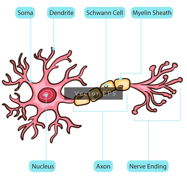 El núcleo de la neurona, las partes del cuerpo de la célula, la anatomía