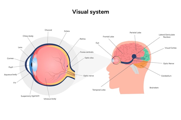 Núcleo supraquiasmático del hipotálamo Diagrama de la corteza de la vía del sistema visual humano Derecha e izquierda