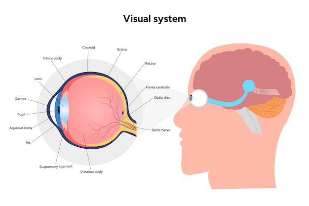 Núcleo supraquiasmático del hipotálamo Diagrama de la corteza de la vía del sistema visual humano Derecha e izquierda