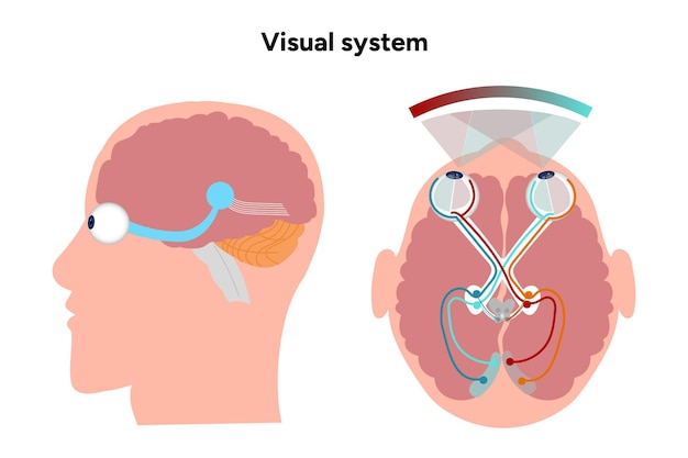 Núcleo supraquiasmático del hipotálamo Diagrama de la corteza de la vía del sistema visual humano Derecha e izquierda