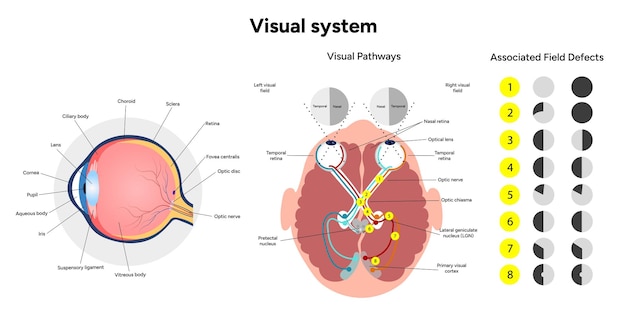 Núcleo supraquiasmático del hipotálamo Diagrama de la corteza de la vía del sistema visual humano Derecha e izquierda